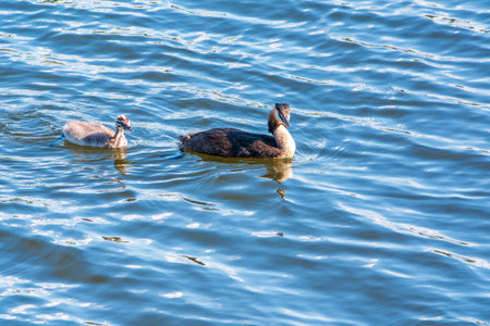 The waterfowl bird, great crested grebe with chick, swimming in the lake. The great crested grebe,...