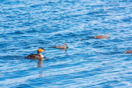 The waterfowl bird, great crested grebe with chick, swimming in the lake. The great crested grebe,...