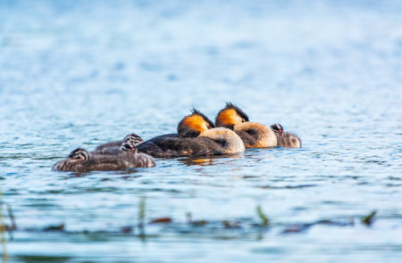 The waterfowl bird, great crested grebe with chick, swimming in the lake. The great crested grebe,...