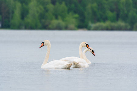 Three graceful white swans swims in the lake, swans in the wild. The mute swan, latin name Cygnus...