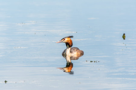 The waterfowl bird Great Crested Grebe swimming in the calm lake. The great crested grebe, Podiceps...