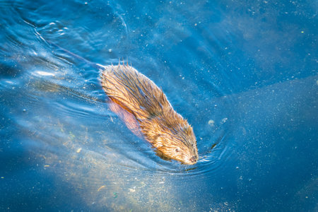 Muskrat, Ondatra zibethicuseats swiming at the surface of the lake water. Ondatra zibethicus, water rodent in natural habitat.の写真素材