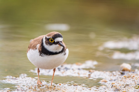 Little ringed plover in natural habitat. Portrait of Little ringed plover, bird standing on lake...