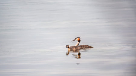 Two Great Crested Grebes swim in the lake. The great crested grebe, Podiceps cristatus, is a member...