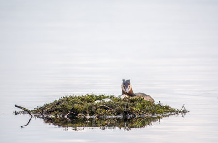 The waterfowl bird Great Crested Grebe swimming in the lake near its nest with eggs. The great...