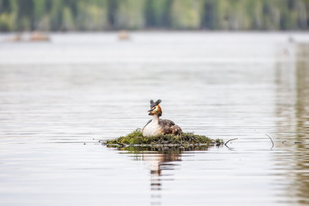 Great Crested Grebe, Podiceps cristatus, water bird sitting on the nest, nesting time on the green...