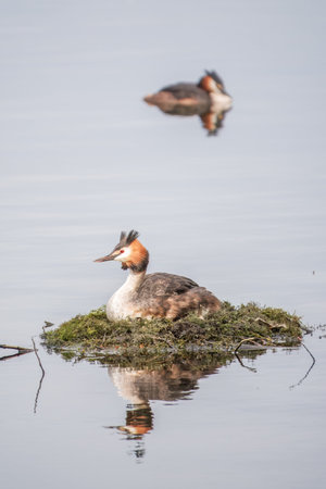 Great Crested Grebe, Podiceps cristatus, water bird sitting on the nest, nesting time on the green...
