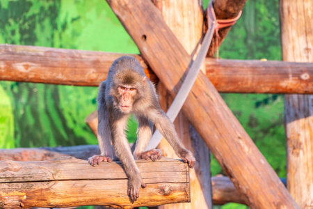 Japanese macaque walks on a wooden log