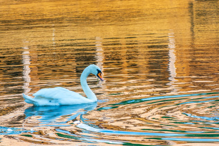 Graceful white Swan swimming in the lake, swans in the wild. Portrait of a white swan swimming on a lake. The mute swan, latin name Cygnus olor.の写真素材
