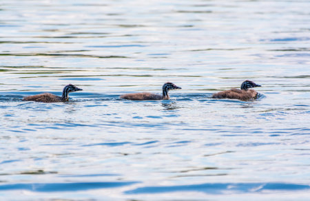The waterfowl bird, great crested grebe with chick, swimming in the lake. The great crested grebe,...