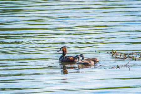 The waterfowl bird, great crested grebe with chick, swimming in the lake. The great crested grebe,...