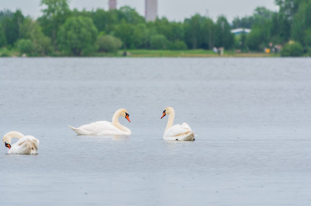 Three graceful white swans swims in the lake, swans in the wild. The mute swan, latin name Cygnus olor.の写真素材