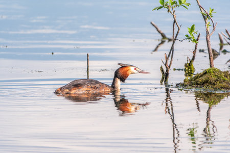 The waterfowl bird Great Crested Grebe swimming in the lake near its nest with eggs. The great crested grebe, Podiceps cristatus, is a member of the grebe family of water birds.の写真素材