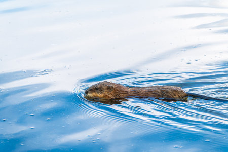 Muskrat, Ondatra zibethicuseats swiming at the surface of the lake water. Ondatra zibethicus, water rodent in natural habitat.の写真素材