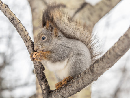 The squirrel with nut sits on tree in the winter or late autumn. Eurasian red squirrel, Sciurus vulgaris.の写真素材