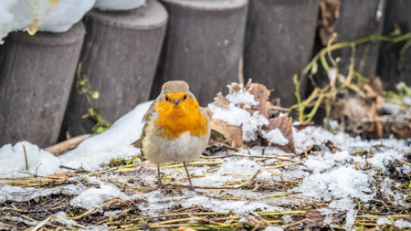 Cute bird the European Robin, Erithacus rubecula. sitting in the snow in winter. Winter scene with...