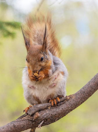 The squirrel with nut sits on a branches in the spring or summer. Eurasian red squirrel, Sciurus...
