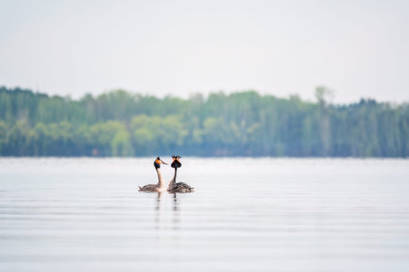 Mating games of two water birds Great Crested Grebes. Two waterfowl birds Great Crested Grebes swim...