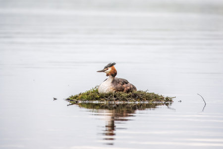 Great Crested Grebe, Podiceps cristatus, water bird sitting on the nest, nesting time on the green...