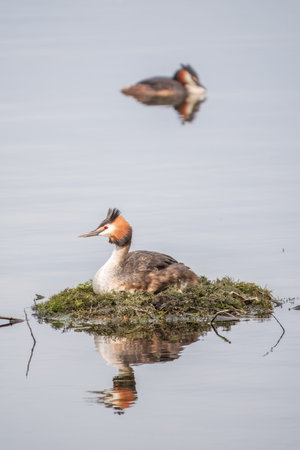Great Crested Grebe, Podiceps cristatus, water bird sitting on the nest, nesting time on the green...