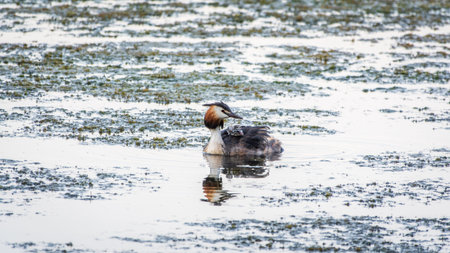The water bird Great crested Grebe swimming in the lake, and its cute babies riding on its back. The...