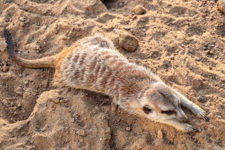 Meerkat suricatta family wildlife picture. Portrait of meerkatの写真素材