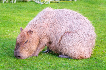 A large capybara lies on the green grass in the park. South American capybara closeupの写真素材