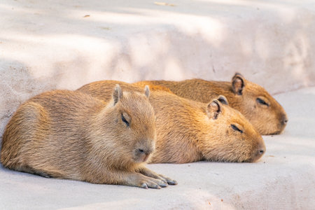 Three capybara in the park. Capybara is a semi-aquatic mammal found throughout almost all countries of South Americaの写真素材