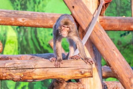 Japanese macaque walks on a wooden logの写真素材