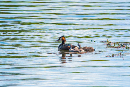 The waterfowl bird, great crested grebe with chick, swimming in the lake. The great crested grebe, Podiceps cristatus, is a member of the grebe family of water birds.の写真素材