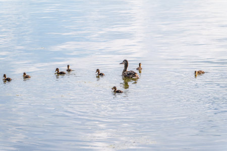 A family of ducks, a duck and its little ducklings are swimming in the water. The duck takes care of...