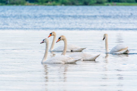Graceful white Swans swimming in the lake, swans in the wild. The mute swan, latin name Cygnus olor.