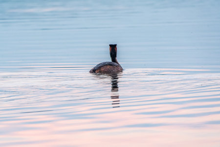 The waterfowl bird Great Crested Grebe swimming in the calm lake. The great crested grebe, Podiceps...