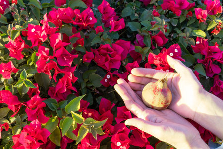 Woman's hands picking up fruit from tree. Orchard with big red pomegranates in Israel. Autumn - collection season harvest of ripe pomegranates. Fruits very useful for healthy lifestyle.の写真素材