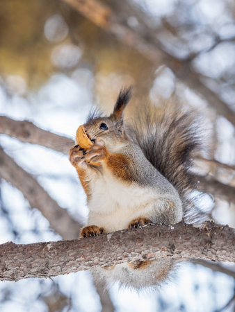 The squirrel with nut sits on tree in the winter or late autumn. Eurasian red squirrel, Sciurus vulgaris.の写真素材