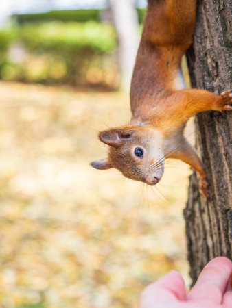 A squirrel in the autumn eats nuts from a human hand. Eurasian red squirrel, Sciurus vulgaris.の写真素材