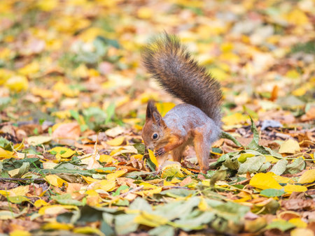 Squirrel in autumn hides nuts on the green grass with fallen yellow leaves. Squirrel looking for food on the ground. wild animal. autumn forest.の写真素材
