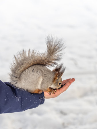 Squirrel in the winter eating nuts from a man's hand. Caring for animals in winter or autumn. Eurasian red squirrel, Sciurus vulgarisの写真素材