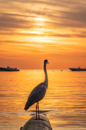 A heron hunting in the sea in the sunset or sunrise light. Gray heron on the hunt. Gray heron, Ardea cinereaの写真素材