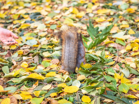Squirrel in autumn hides nuts on the green grass with fallen yellow leaves. Squirrel looking for...