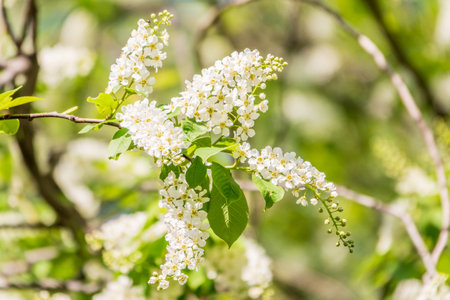 White flowers blooming bird cherry. Bird Cherry Tree in Blossom. Close-up of a Flowering Prunus padus Tree with White Little Blossoms. Blooming Sweet Bird-Cherry Tree in Spring. Springtime concept.の写真素材