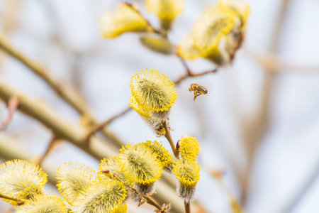 Nature awakes in spring. Blooming willow twigs and furry willow-catkins, so called seals or cats.