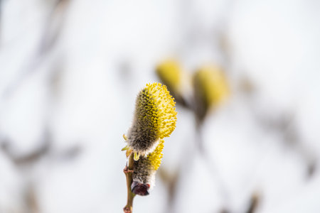 Nature awakes in spring. Blooming willow twigs and furry willow-catkins, so called seals or cats.