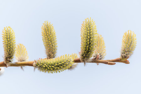Nature awakes in spring. Blooming willow twigs and furry willow-catkins, so called seals or cats.の写真素材