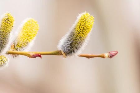 Nature awakes in spring. Blooming willow twigs and furry willow-catkins, so called seals or cats.