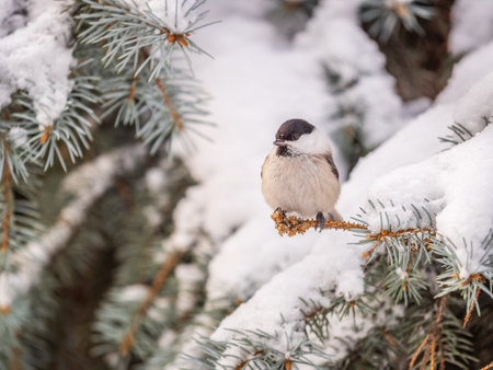 Cute bird the willow tit, song bird sitting on the fir branch with snow in winter. Willow tit perching on tree in winter. The willow tit, lat. Poecile montanus.の写真素材
