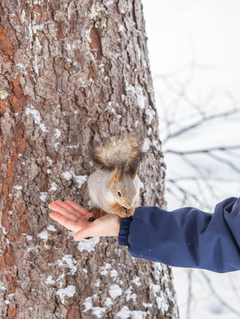 Squirrel in the winter eating nuts from a man's hand. Caring for animals in winter or autumn....