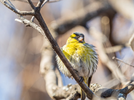 Eurasian siskin male, latin name spinus spinus, sitting on branch of tree. Cute little yellow...