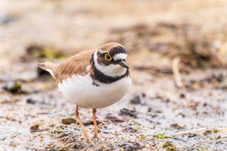 Little ringed plover in natural habitat. Portrait of Little ringed plover, bird standing on lake...