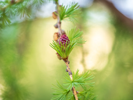 Larch tree fresh pink cones blossom at spring on nature background. Branches with young needles European larch Larix decidua.の写真素材